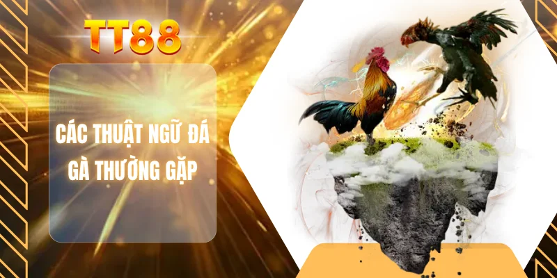 Các thuật ngữ đá gà thường gặp