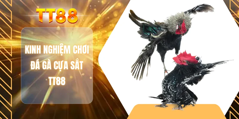Kinh nghiệm chơi đá gà cựa sắt TT88