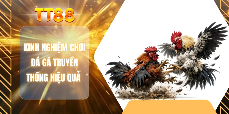 Kinh nghiệm chơi đá gà truyền thống hiệu quả